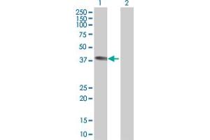 Western Blot analysis of MLST8 expression in transfected 293T cell line by MLST8 MaxPab polyclonal antibody. (GBL antibody  (AA 1-326))