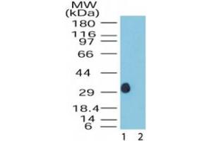 Image no. 1 for anti-Dual Specificity Phosphatase 13 (DUSP13) (AA 150-200) antibody (ABIN200033) (DUSP13 antibody  (AA 150-200))