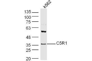 Human K562 cell lysates probed with Rabbit Anti-C5R1 Polyclonal Antibody, Unconjugated  at 1:500 for 90 min at 37˚C. (C5AR1 antibody  (AA 51-150))