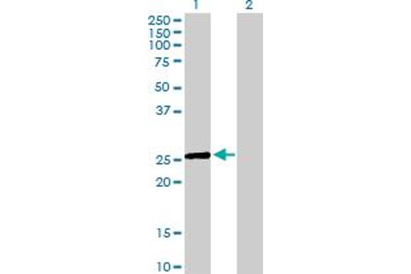 EGLN3 antibody  (AA 1-239)