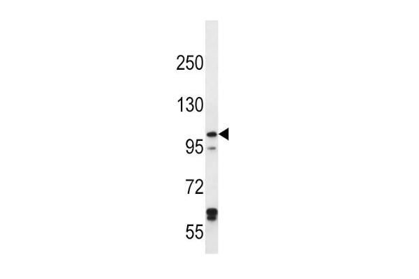 IREB2 antibody  (AA 201-230)