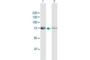 Western Blot analysis of ATAD3A expression in transfected 293T cell line by ATAD3A MaxPab polyclonal antibody. (ATAD3A antibody  (AA 1-586))
