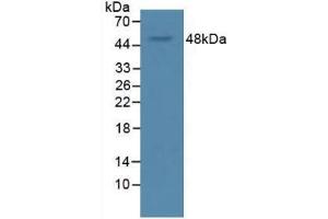 Western blot analysis of Rat Serum. (VEGFA antibody  (AA 28-191))