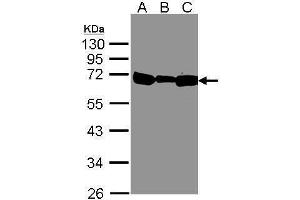 WB Image Sample(30 μg of whole cell lysate) A:293T B:A431, C:H1299 12% SDS PAGE antibody diluted at 1:500 (HSPA1B antibody  (Center))