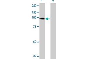 Western Blot analysis of ACTN4 expression in transfected 293T cell line by ACTN4 MaxPab polyclonal antibody. (alpha Actinin 4 antibody  (AA 1-911))