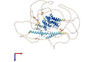 AlphaFold protein structure predicition of Human Recombinant KANK2 Protein, UniprotID Q63ZY3 (KANK2 Protein (AA 1-851) (His tag))