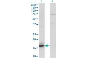 Western Blot analysis of AGR2 expression in transfected 293T cell line by AGR2 monoclonal antibody (M05A), clone 1C9. (AGR2 antibody  (AA 1-175))