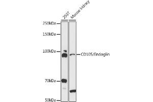 Western blot analysis of extracts of various cell lines, using CD105/Endoglin antibody (ABIN7266939) at 1:1000 dilution. (Endoglin antibody  (AA 26-306))