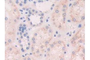 Detection of FGF19 in Human Kidney Tissue using Polyclonal Antibody to Fibroblast Growth Factor 19 (FGF19) (FGF19 antibody  (AA 4-216))