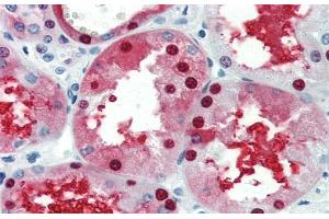 Immunohistochemistry with Human kidney lysate tissue at an antibody concentration of 5. (GATA3 antibody  (N-Term))