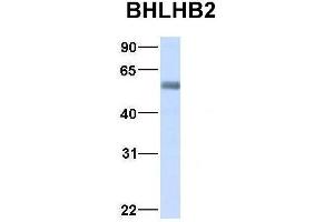 Host:  Rabbit  Target Name:  BHLHB2  Sample Type:  Human Adult Placenta  Antibody Dilution:  1. (BHLHE40 antibody  (Middle Region))