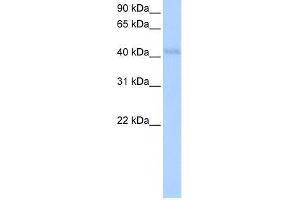 KLHDC5 antibody used at 0.