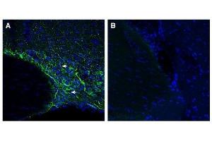 Expression of SMCT1 in rat supraoptic nucleus. (SLC5A8 antibody  (C-Term, Intracellular))