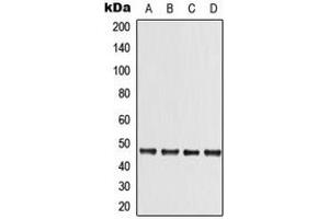 Western blot analysis of LKB1 expression in A431 (A), DLD (B), Raw264. (LKB1 antibody  (C-Term))