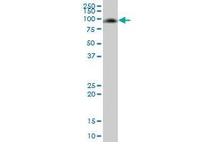 MMP8 MaxPab polyclonal antibody. (MMP8 antibody  (AA 1-467))