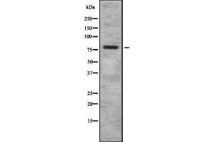 Western blot analysis of BCAM using COLO205 whole cell lysates (BCAM antibody  (C-Term))