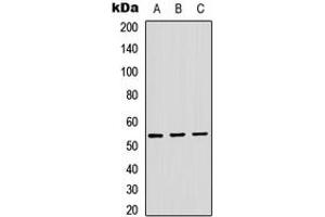 Western blot analysis of ADAMDEC1 expression in HEK293T (A), Raw264. (ADAMDEC1 antibody  (Center))