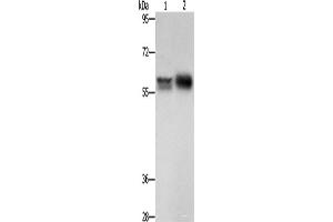 Western blot analysis of Hepg2 cells NIH/3T3 cells using ZBTB7A Polyclonal Antibody at dilution of 1:500