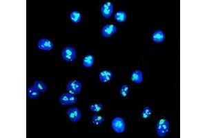 IF analysis of DDX21 using anti-DDX21 antibody (ABIN7601596). (DDX21 antibody  (AA 395-660))