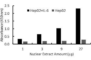 Transcription factor assay of HNF-1-alpha from nuclear extracts of HepG2 cells or HepG2 cells treated with IL-6 with HNF-1-alpha TF Activity Assay Kit. (HNF1A ELISA Kit)