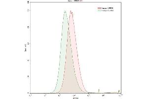 Detection of HPRT1 in HepG2 human hepatocellular carcinoma cell line using Polyclonal Antibody to Hypoxanthine Phosphoribosyltransferase 1 (HPRT1) (HPRT1 antibody  (AA 3-218))