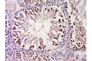 Paraformaldehyde-fixed, paraffin embedded rat testis, Antigen retrieval by boiling in sodium citrate buffer (pH6) for 15min, Block endogenous peroxidase by 3% hydrogen peroxide for 30 minutes, Blocking buffer (normal goat serum) at 37°C for 20min, Antibody incubation with Rabbit Anti-GSC Polyclonal Antibody, Unconjugated  at 1:200 overnight at 4°C, followed by a conjugated secondary and DAB staining. (GSC antibody  (AA 151-257))