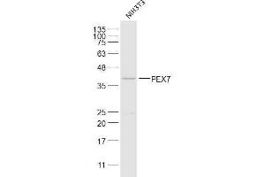 NIH3T3 lysates probed with PEX7 Polyclonal Antibody, Unconjugated  at 1:300 dilution and 4˚C overnight incubation.