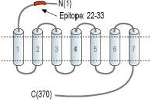 Representative domain view of the target of ABIN7884712.