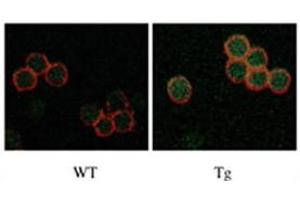 IF staining of Drak2 in WT versus Tg T cells.