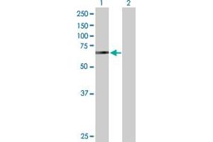 Western Blot analysis of BIRC2 expression in transfected 293T cell line by BIRC2 MaxPab polyclonal antibody.