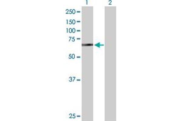 BIRC2 antibody  (AA 1-618)