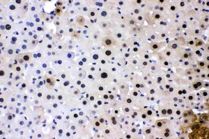 PC4 was detected in paraffin-embedded sections of mouse liver tissues using rabbit anti- PC4 Antigen Affinity purified polyclonal antibody (Catalog # ) at 1 µg/mL. (SUB1 antibody  (C-Term))
