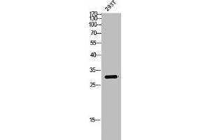 Western Blot analysis of 293T cells using Spindlin-1 Polyclonal Antibody (Spindlin 1 antibody  (Internal Region))