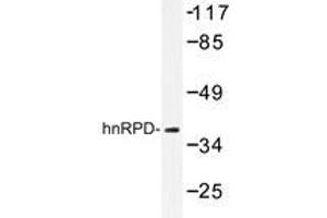 Western blot analysis of hnRPD Antibody in extracts from 293 cells. (HNRNPD/AUF1 antibody)