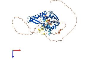 AlphaFold protein structure predicition of Human Recombinant USP17L10 Protein, UniprotID C9JJH3 (USP17L8 Protein (AA 1-530) (His tag))