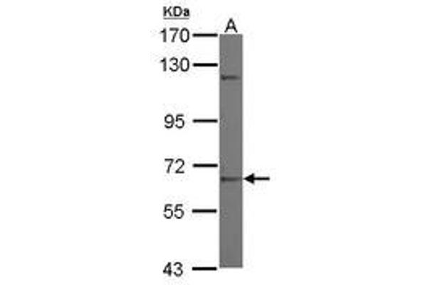 ZNF334 Antikörper  (AA 71-374)
