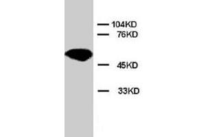 Western blot analysis of rat cardiac muscle tissue lysate. (Apoptosis Inhibitor 5 antibody  (C-Term))