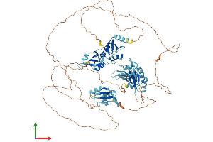 AlphaFold protein structure predicition of Mouse Recombinant Rbm12b2 Protein, UniprotID Q66JV4 (RBM12B2 Protein (AA 1-834) (His tag))