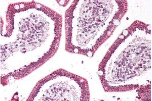 ABIN2613468 (5µg/ml) staining of paraffin embedded Human Small Intestine. (PLA2G2A antibody  (Internal Region))
