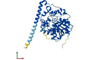 AlphaFold protein structure predicition of Human Recombinant EPHX4 Protein, UniprotID Q8IUS5