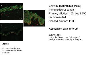Image no. 2 for anti-Zinc Finger Protein 133 (ZNF133) (Middle Region) antibody (ABIN501662) (ZNF133 antibody  (Middle Region))