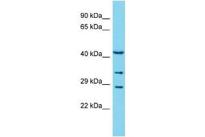 Host: Rabbit Target Name: COLEC11 Sample Type: THP-1 Whole Cell lysates Antibody Dilution: 1. (COLEC11 antibody  (N-Term))