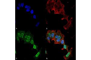 Immunocytochemistry/Immunofluorescence analysis using Mouse Anti-mGluR1/5 Monoclonal Antibody, Clone S75-33 . (Metabotropic Glutamate Receptor 5 antibody  (AA 824-1203) (APC))