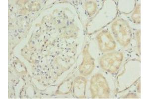 Immunohistochemistry of paraffin-embedded human kidney tissue using ABIN7143016 at dilution of 1:100 (CHIA antibody  (AA 1-368))