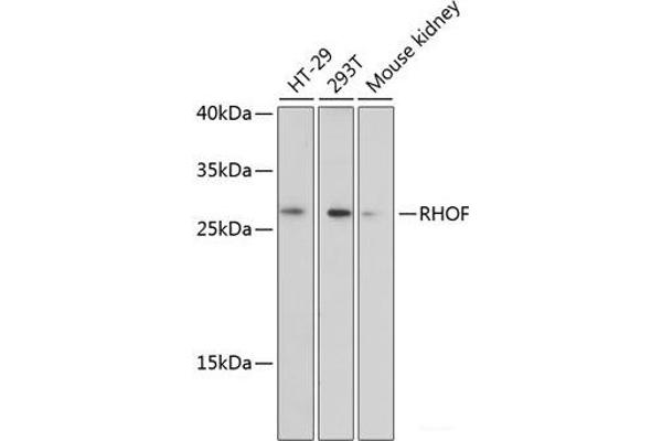 RhoF anticorps