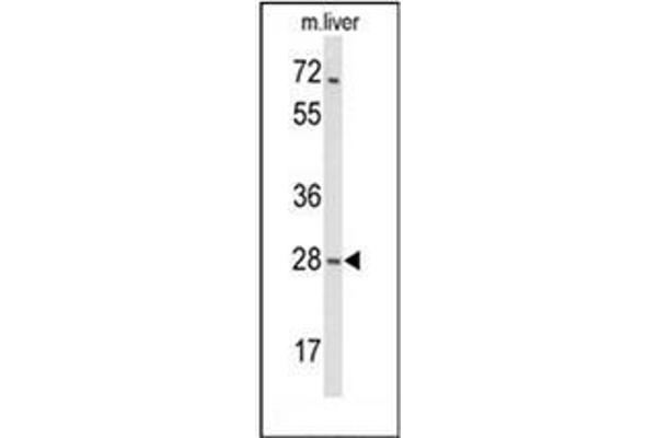 MOB2 antibody  (N-Term)