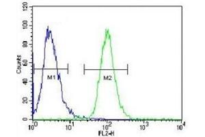 AKT2 antibody flow cytometric analysis of HeLa cells (right histogram) compared to a negative control (left histogram). (AKT2 antibody  (AA 93-123))