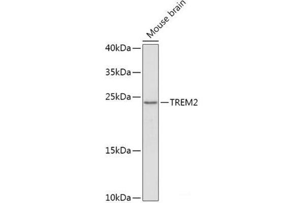 TREM2 Antikörper