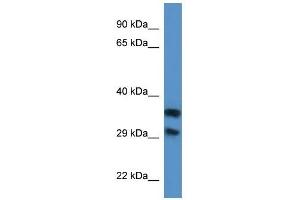 Western Blot showing MGC3207 antibody used at a concentration of 1. (MRI1 antibody  (N-Term))