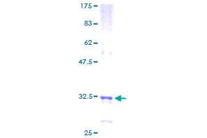 TEAD1 Protein (AA 1-60) (GST tag)